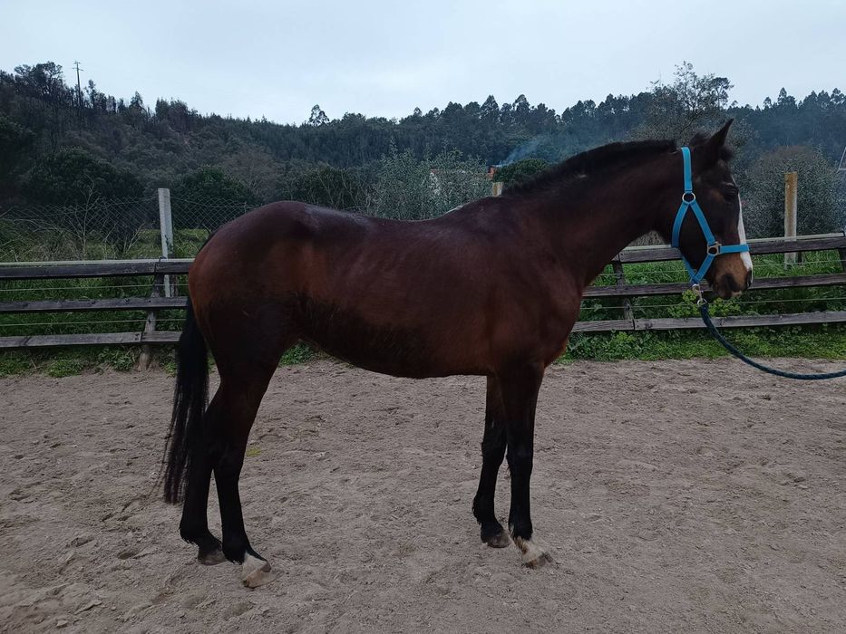 Beautiful stallion with potential, for sale (Coimbra)