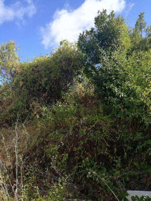 Limpeza de terrenos e corte de arvores.