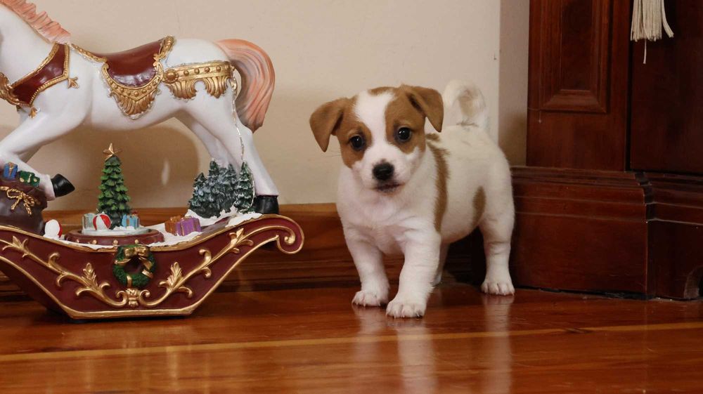 Piękna suczka JRT z hodowli"BREFIO"/badania genetyczne