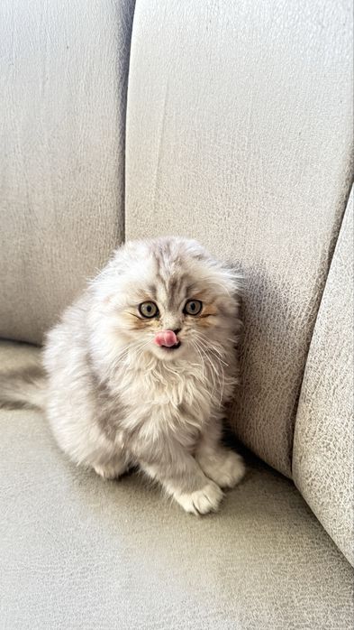 Продам скотиш фолд
