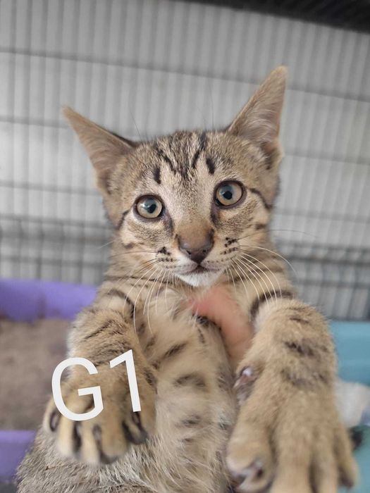 Gatinhos bebés machos para adoção