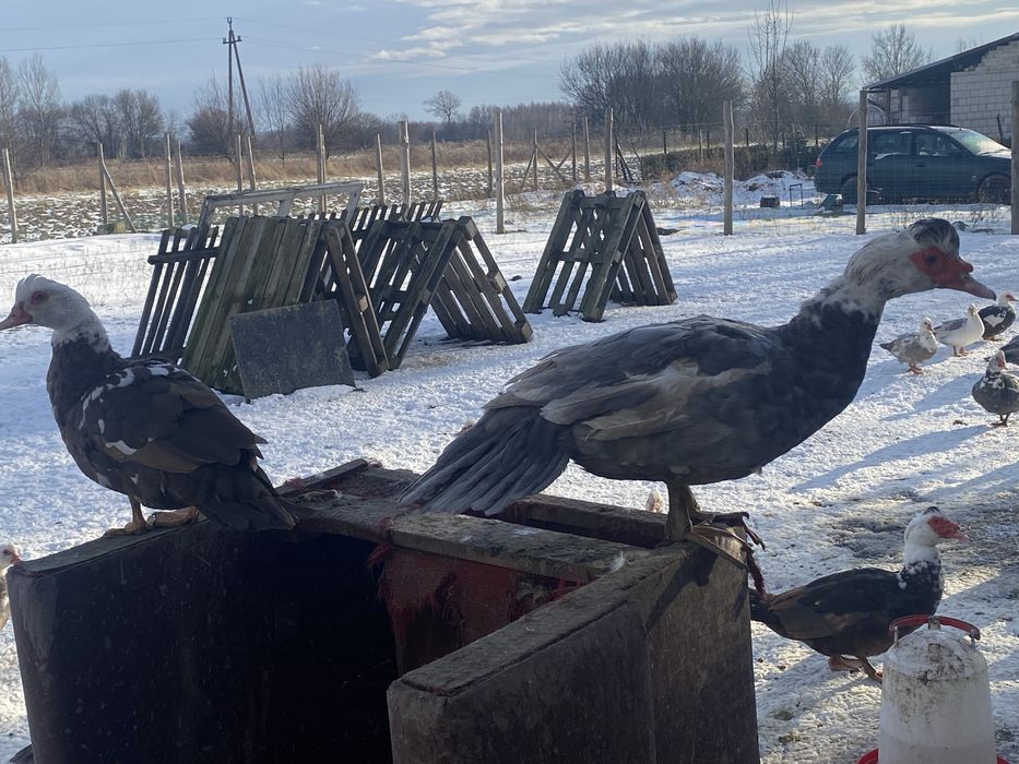 Likwidacja gospodarstwa