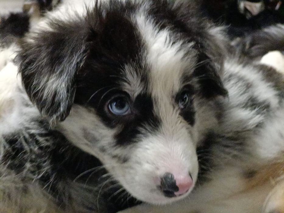 Blue Merle dziewczyna dziewczynka Border Collie suczka suka