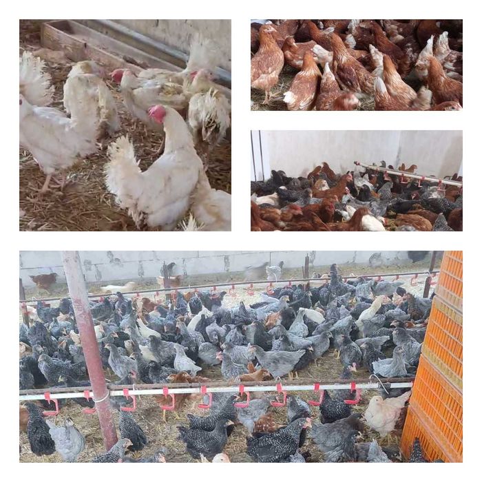 Продам кури несушки! Доставка безкоштовна. Ямпіль!