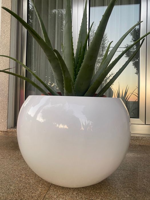 Aloé vera com boas folhas xarope cato