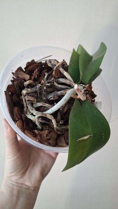 Орхідея SWR sanderiana x sib