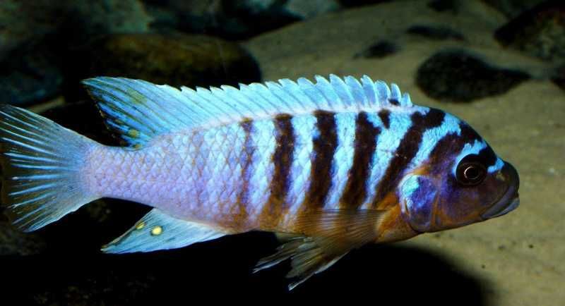 Fainzilberi Ikombe Macho