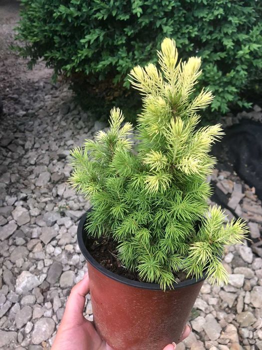 Хвойні декоративні дерева