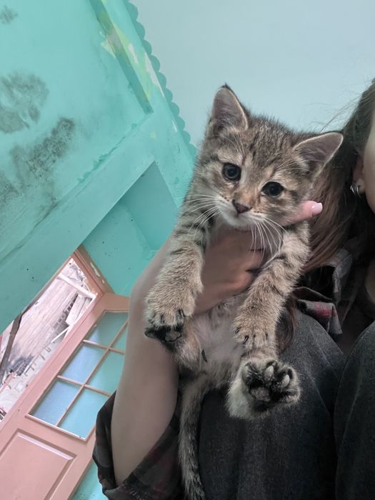Віддам кошенят безкоштовно
