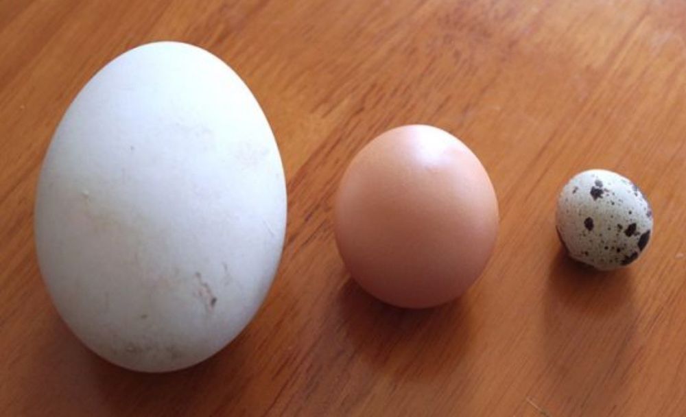 Інкубаційне яйце