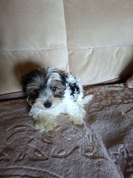 Yorkshire Terrier brewier dziewczynka