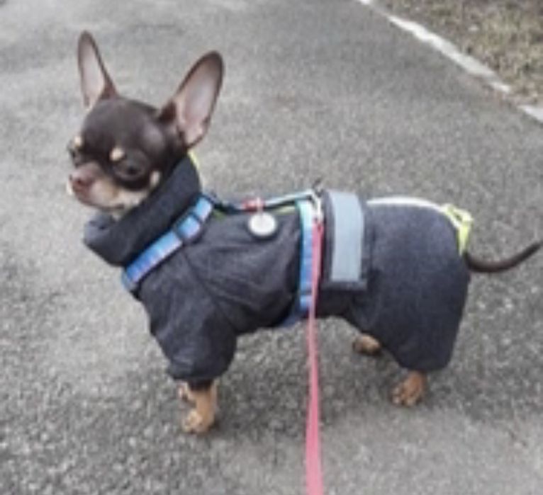 Комбінезон для маленьких собачок Pet Fashion