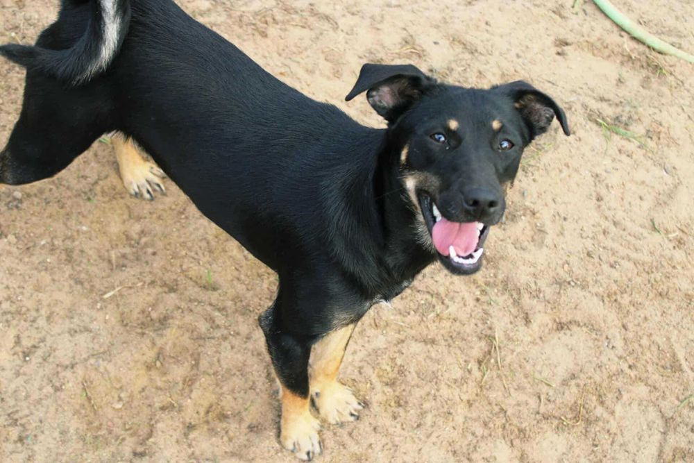 Cudna Maja szuka domu