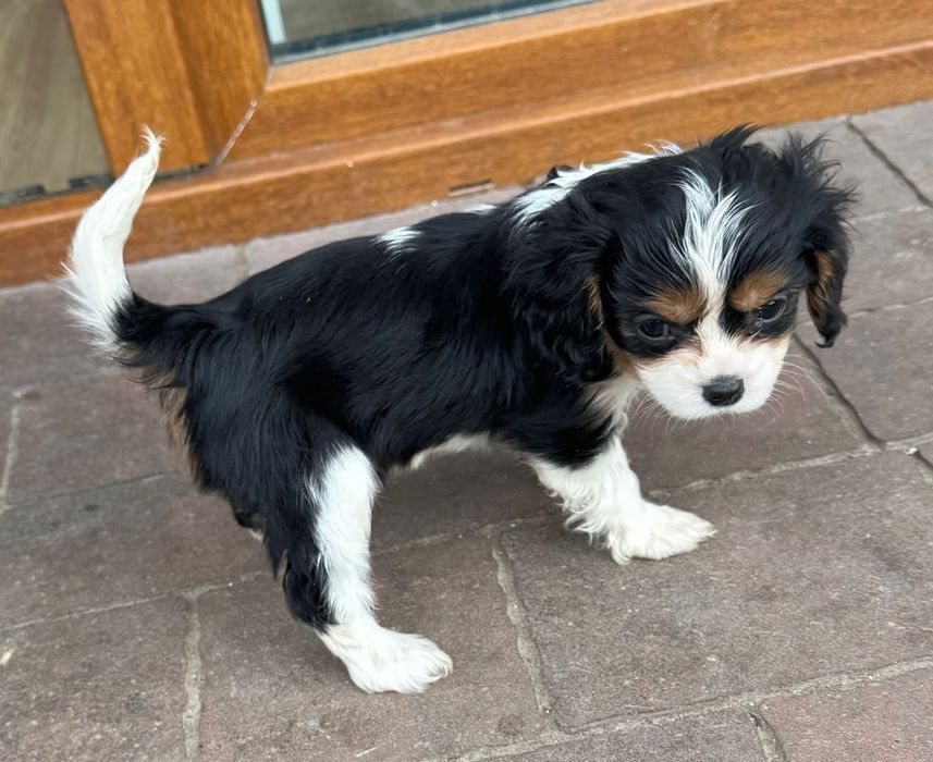 Cavalier King Charles Spaniel