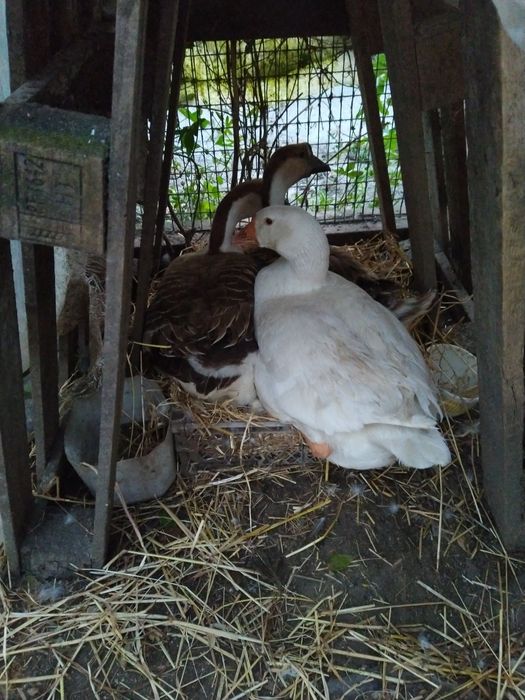 Ovos galados Ganso, Pato, Malines