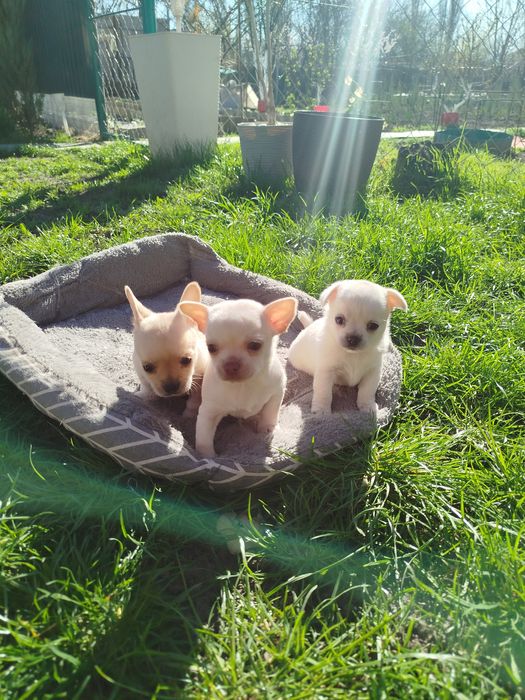 Щенки малюки чихуахуа