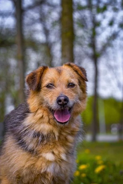 Czy ktoś się zakocha w tym cudownym psiaku?