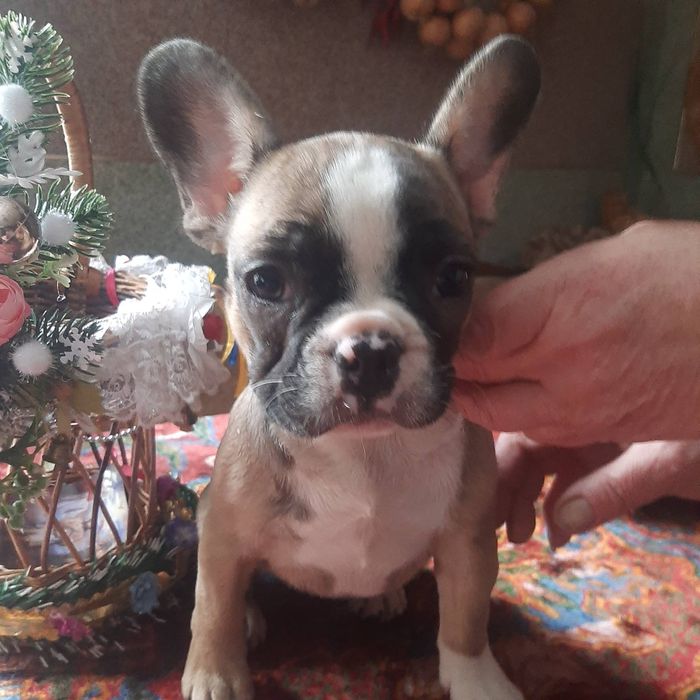 Французський бульдог