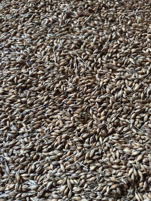 Owies, pszenżyto zimowe, jęczmień zimowy