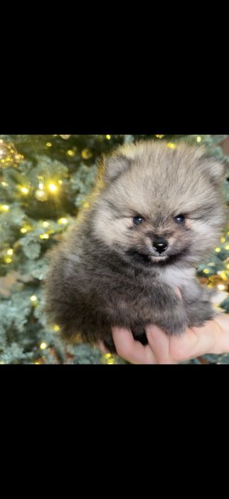 Померанський шпіц