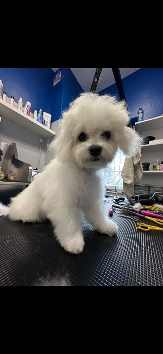 Bichon Frise (FCI)