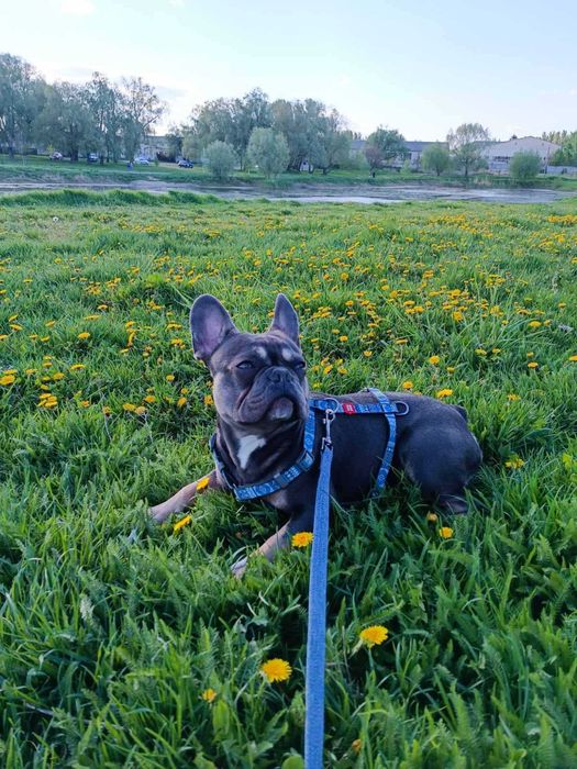 Джої шукає подружку для вязки