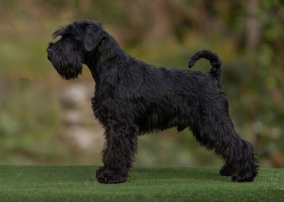 Цвергшнауцер,дорослий хлопчик