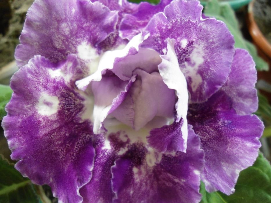 Продаю глоксинии