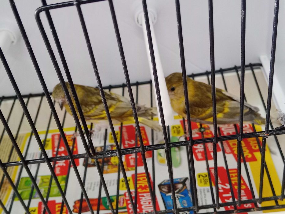 Vendo 3 fêmeas de magelanicus diluídas de 2026