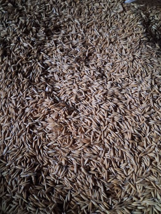 Sprzedam zboże żyto owies