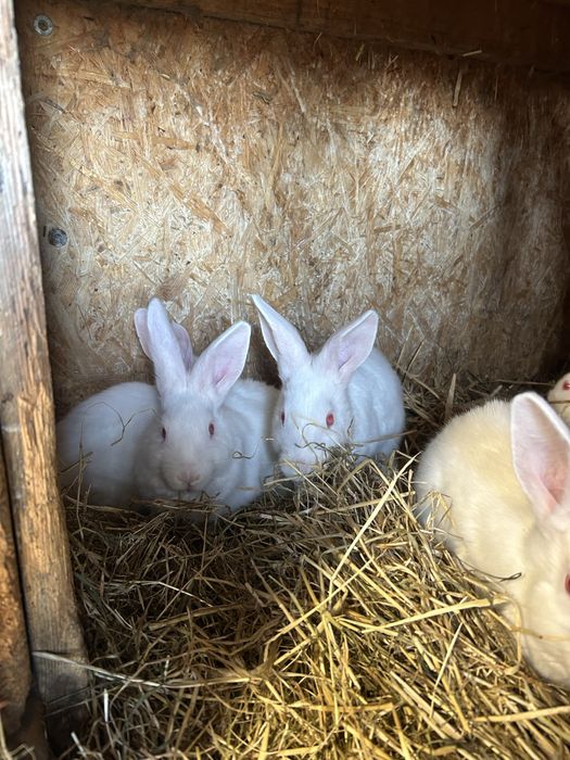 sprzedam kroliki termandzkie