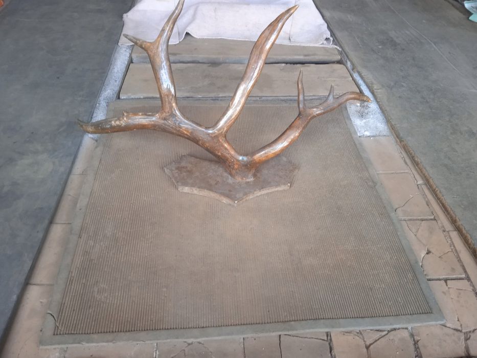 Продам оленьи рога