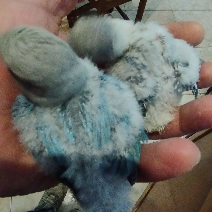 Vários  mutações de agaponis