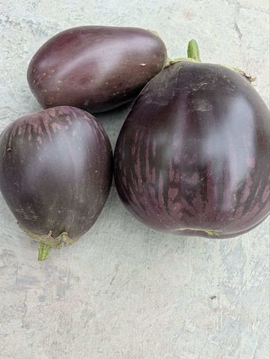 Продам п'ять кілограм баклажан