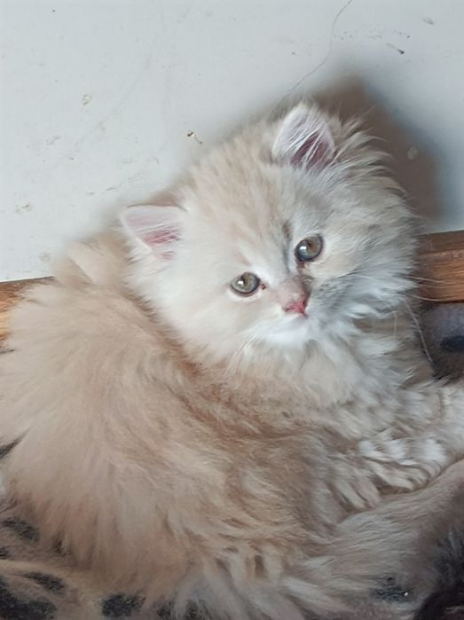 GATINHOPersa fabuloso