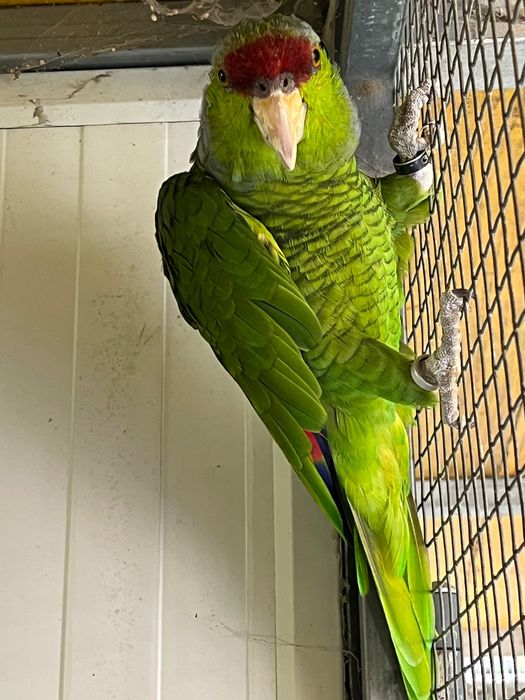 Papagaio Aestiva Finschi