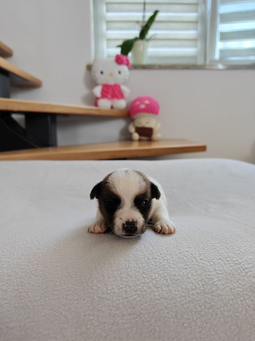Jack Russell Terrier suczka