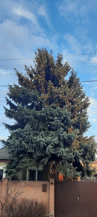 Віддам ялинку безкоштовно
