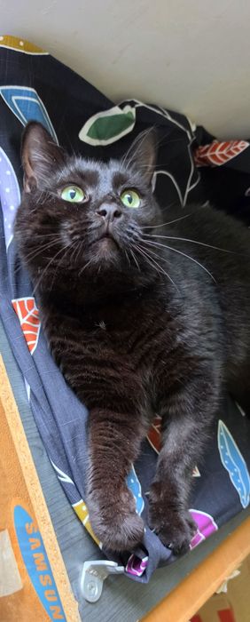 Чорний котик черный кот