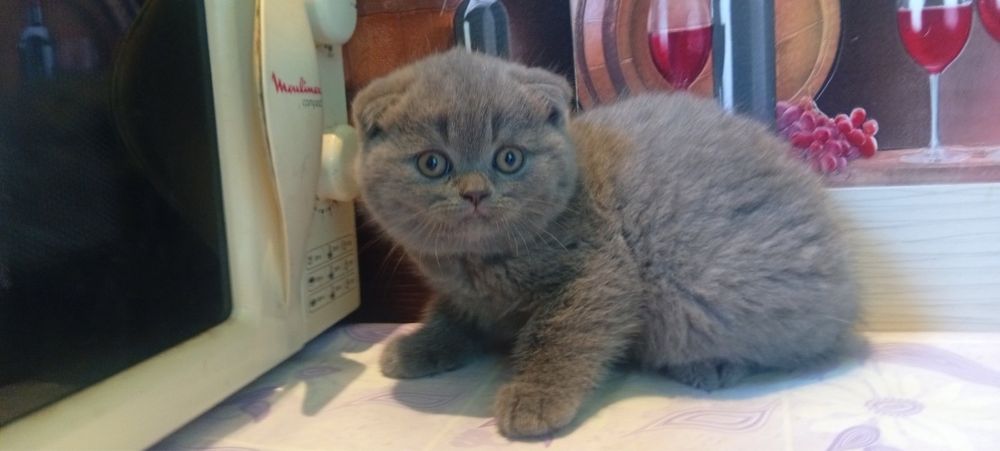 Котята британские вислоухие