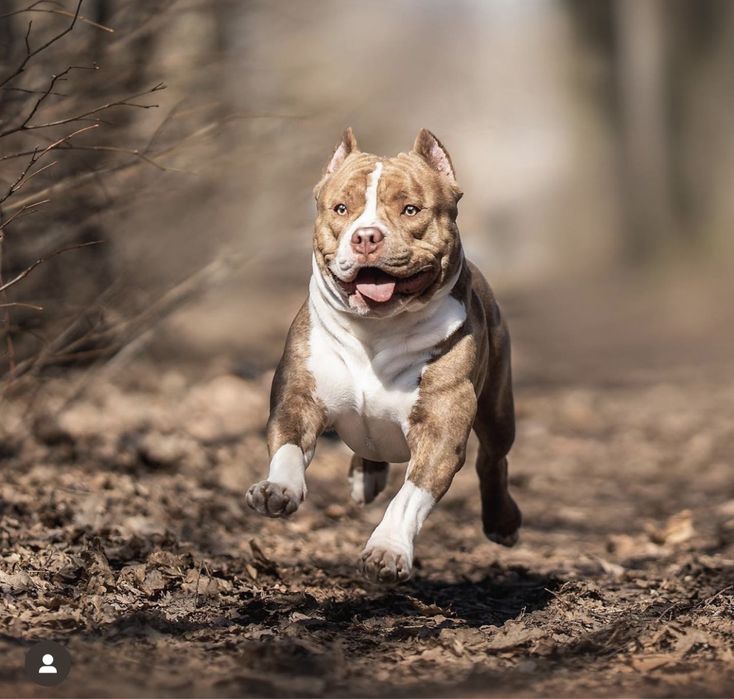 Вязка американского Булли BYLLY