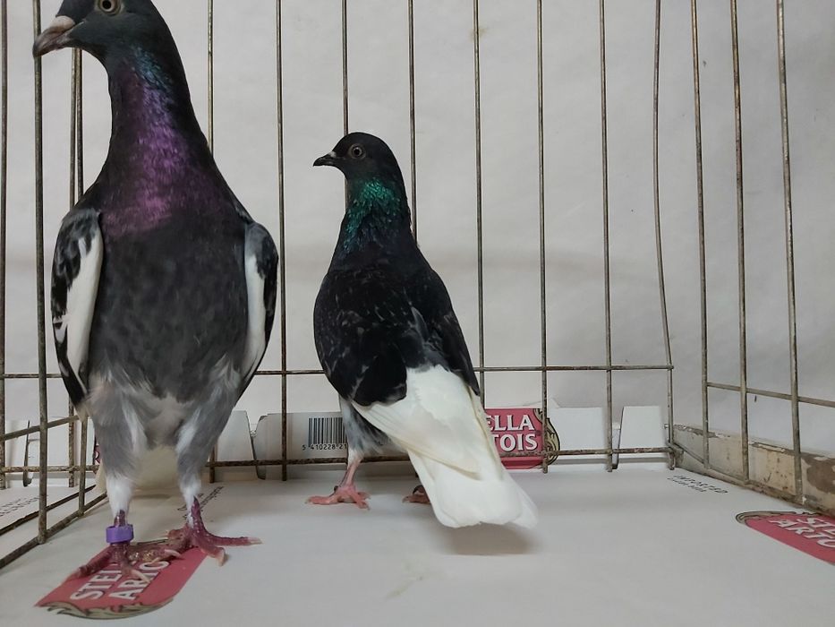 Gołębie Wyszfance Grochowe