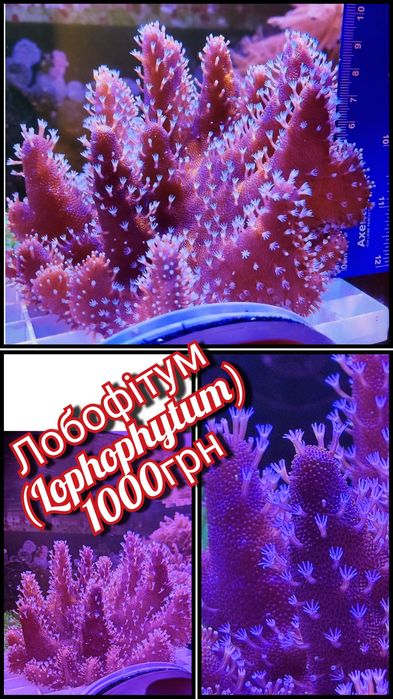 Лобофітум (корал в морський акваріум).