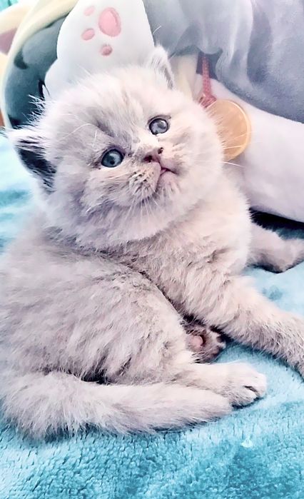 Macho British Longhair lilac