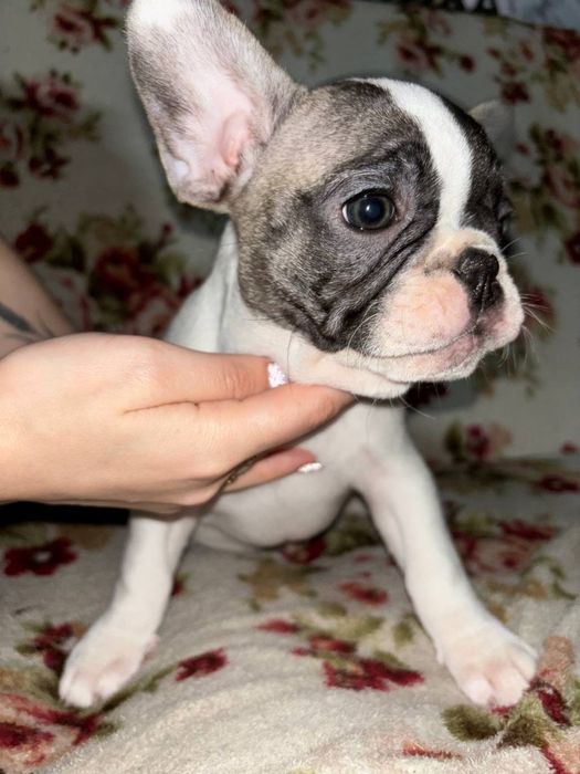 Малыши Французики