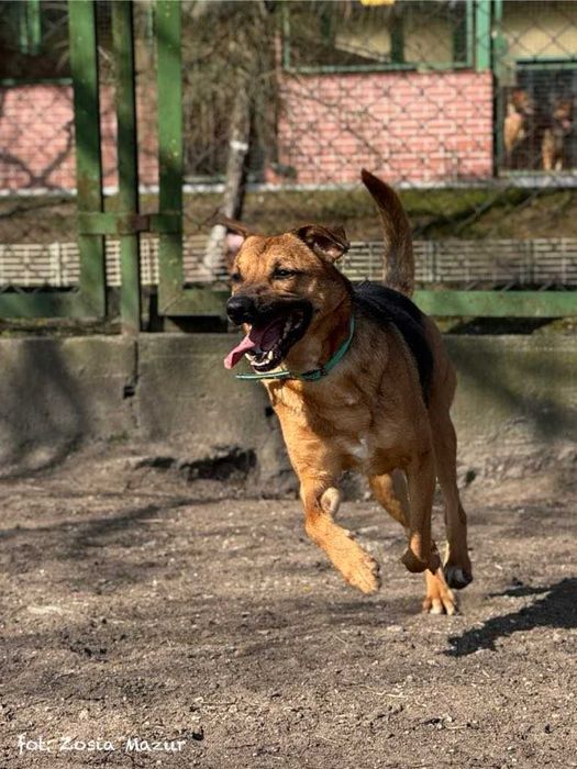 Hermes - wierny towarzysz dla aktywnej rodziny szuka domu - 498/24