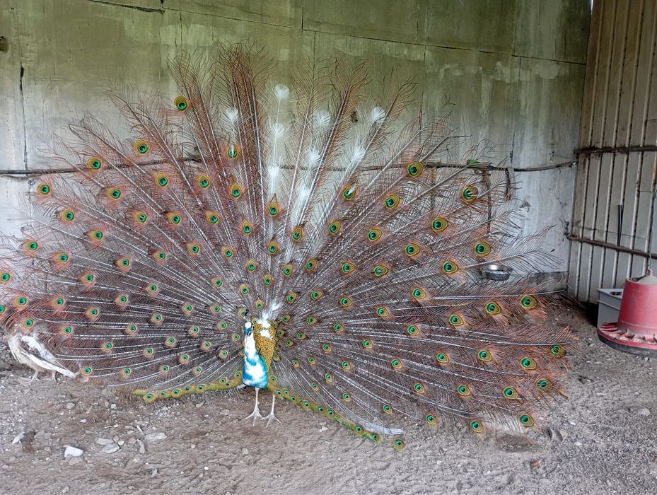 Ovos pavão azul, verde e alerquin