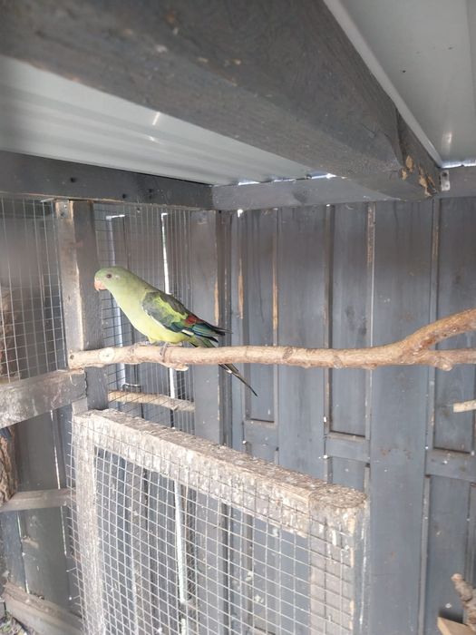 Ptaki z własnej hodowli