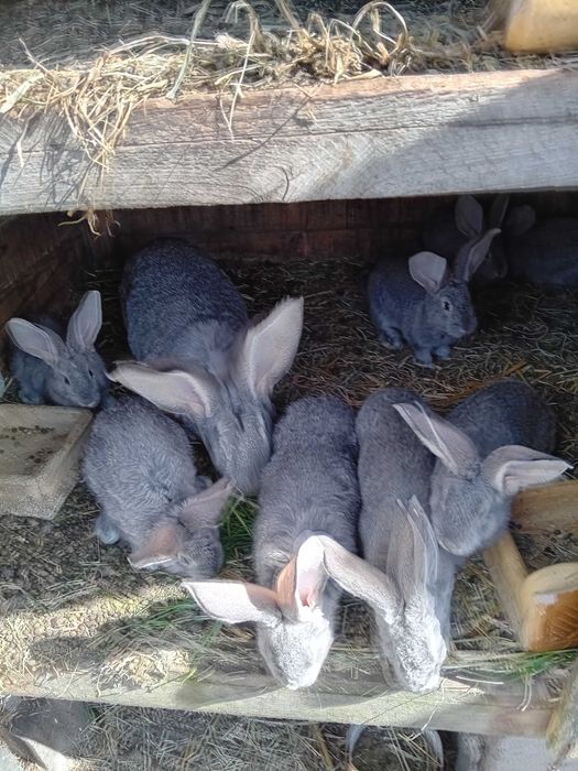Sprzedam króliki młode 7 sztuk Belgijskie srebrne