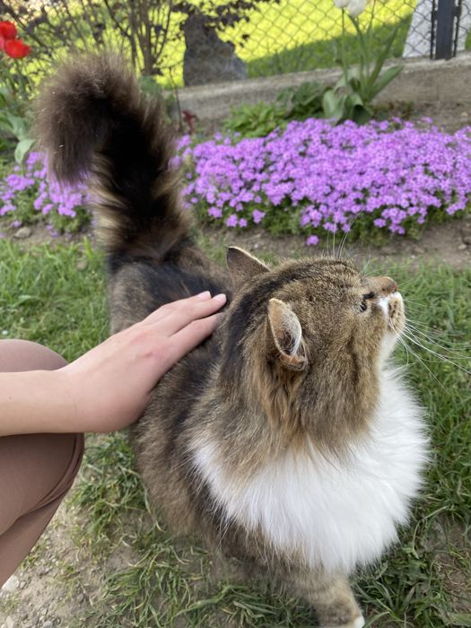 Віддам в добрі руки кішку